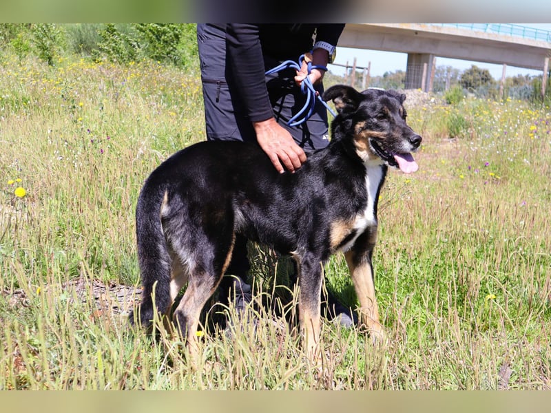 Mimi, Mix Schäferhund / Border Collie, lieb und sozial