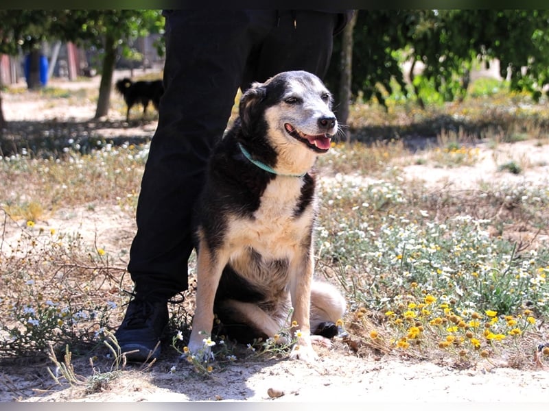 Mika, Mix Schäferhund / Berner Senne , lieb und verträglich