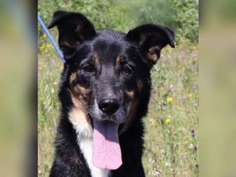 Mimi, Mix Schäferhund / Border Collie, lieb und sozial