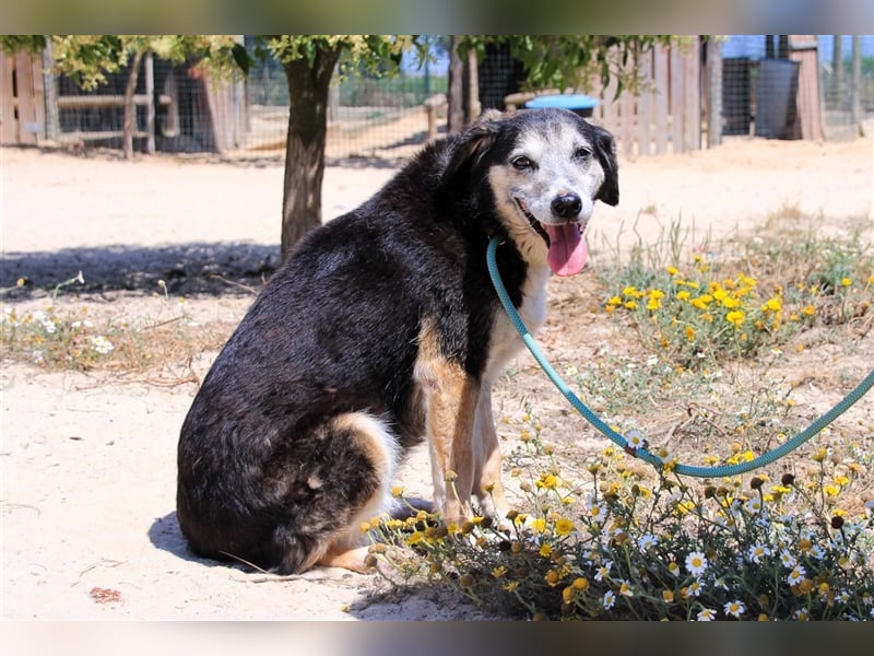 Mika, Mix Schäferhund / Berner Senne , lieb und verträglich