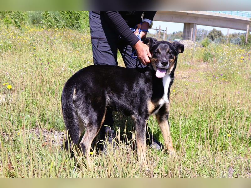 Mimi, Mix Schäferhund / Border Collie, lieb und sozial