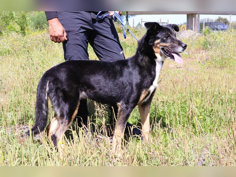Mimi, Mix Schäferhund / Border Collie, lieb und sozial