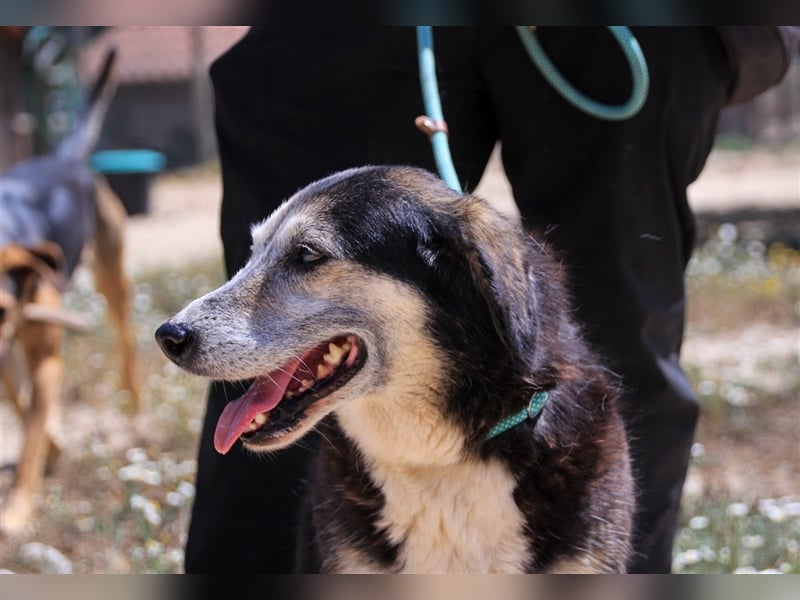 Mika, Mix Schäferhund / Berner Senne , lieb und verträglich