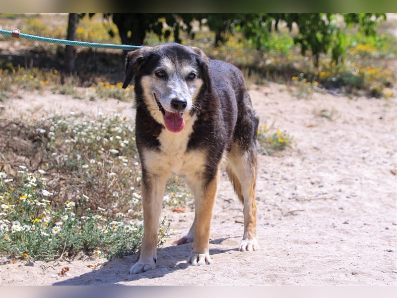 Mika, Mix Schäferhund / Berner Senne , lieb und verträglich
