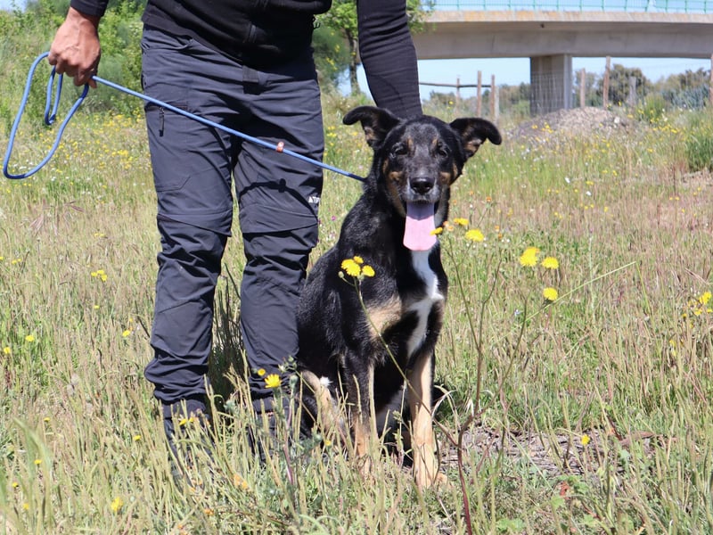 Mimi, Mix Schäferhund / Border Collie, lieb und sozial