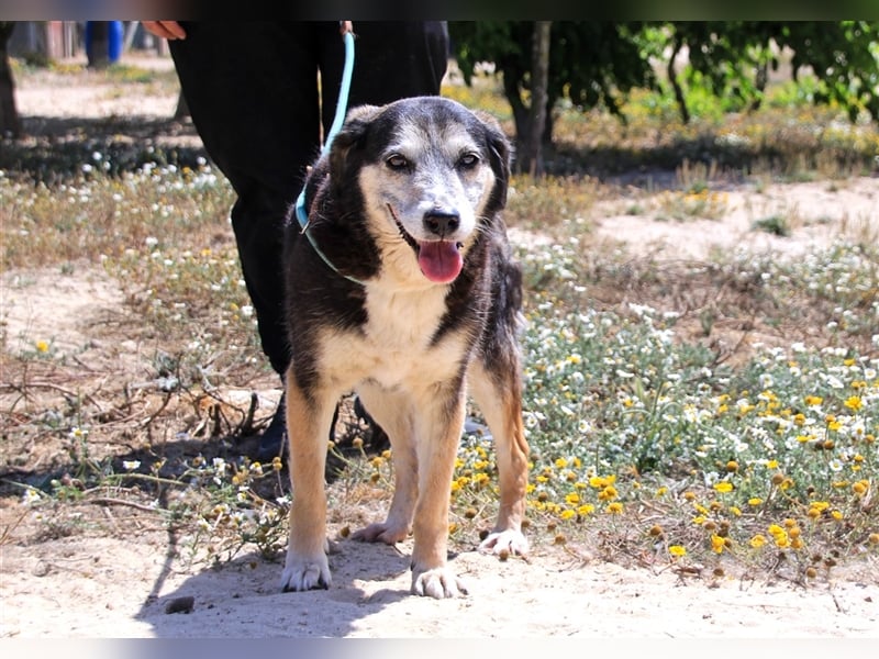 Mika, Mix Schäferhund / Berner Senne , lieb und verträglich