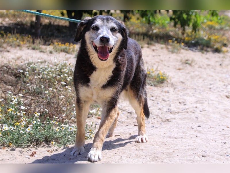 Mika, Mix Schäferhund / Berner Senne , lieb und verträglich