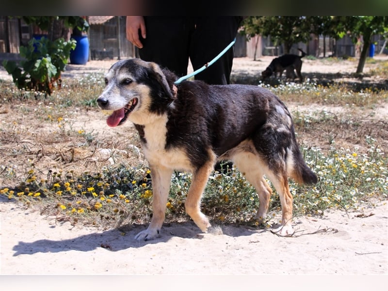 Mika, Mix Schäferhund / Berner Senne , lieb und verträglich