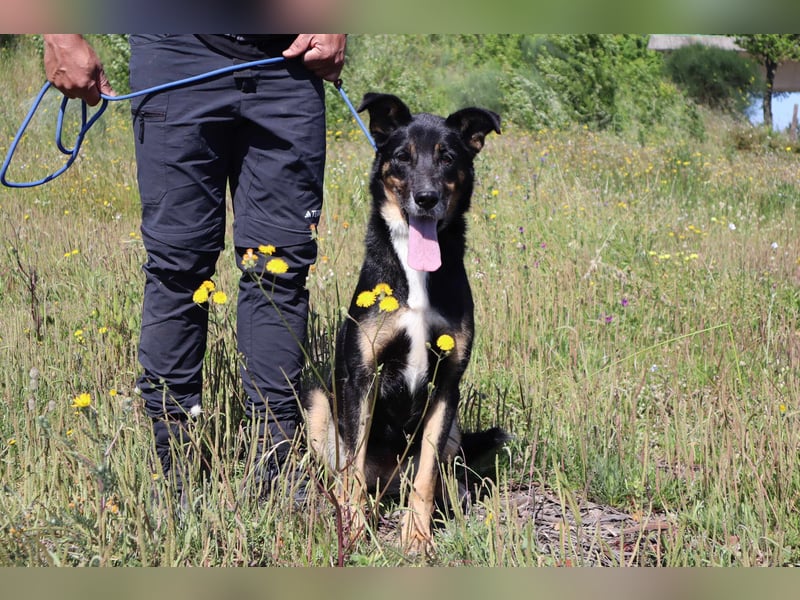 Mimi, Mix Schäferhund / Border Collie, lieb und sozial