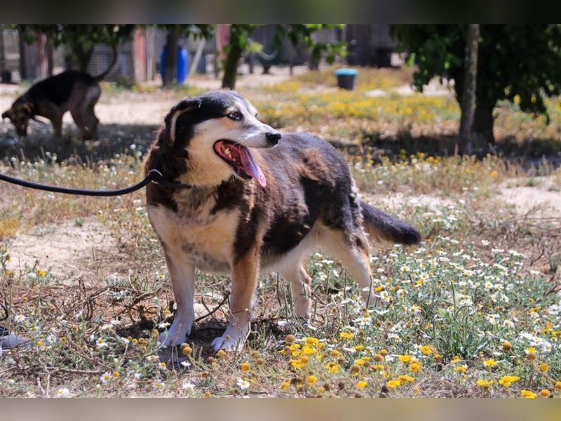 Tsuki, Mix Schäferhund / Berner Senne / Collie , lieb und verträglich