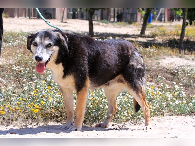 Mika, Mix Schäferhund / Berner Senne , lieb und verträglich