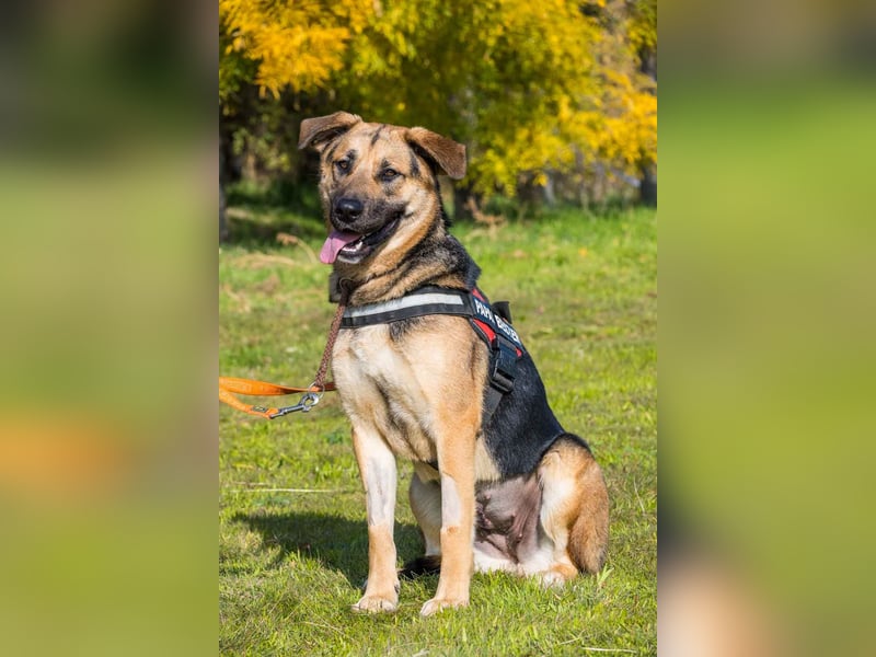 Bella-SI – Powerpaket sucht liebevolles Zuhause