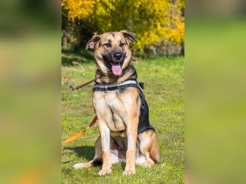 Bella-SI – Powerpaket sucht liebevolles Zuhause