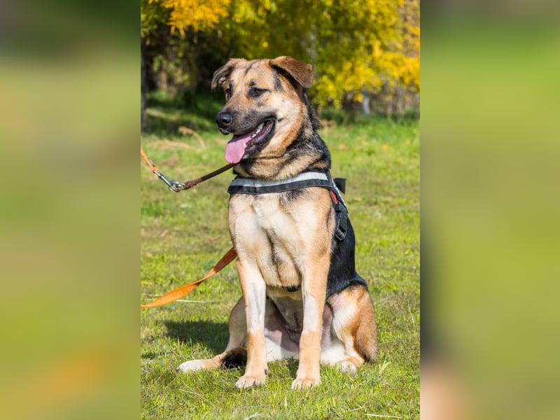 Bella-SI – Powerpaket sucht liebevolles Zuhause
