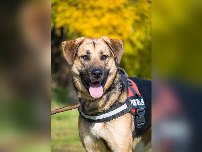 Bella-SI – Powerpaket sucht liebevolles Zuhause