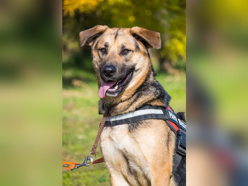 Bella-SI – Powerpaket sucht liebevolles Zuhause