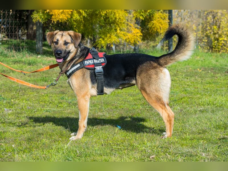 Bella-SI – Powerpaket sucht liebevolles Zuhause