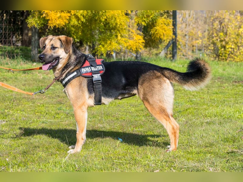 Bella-SI – Powerpaket sucht liebevolles Zuhause