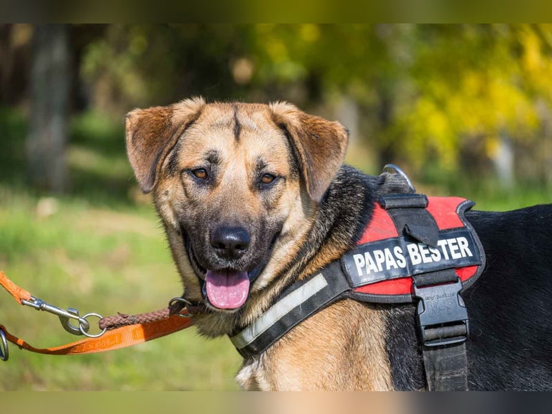 Bella-SI – Powerpaket sucht liebevolles Zuhause