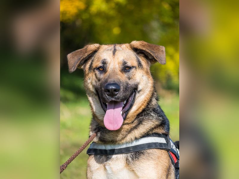 Bella-SI – Powerpaket sucht liebevolles Zuhause