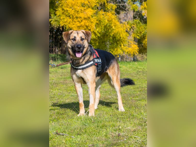Bella-SI – Powerpaket sucht liebevolles Zuhause