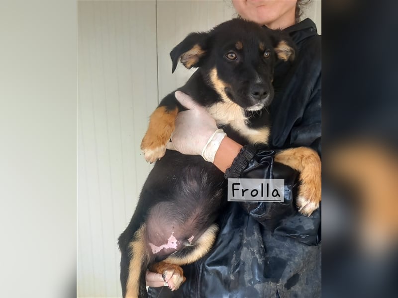 Frolla