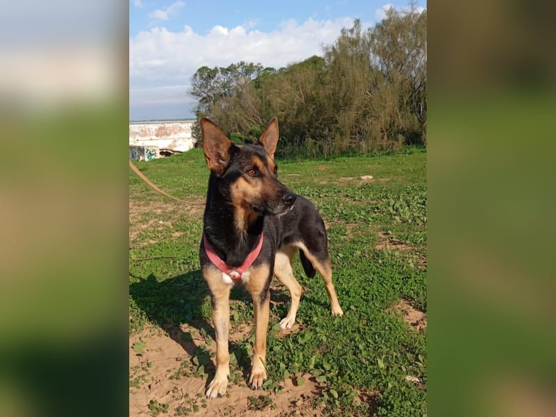 aktive Schäfermix-Hündin sucht Menschen mit Erfahrung