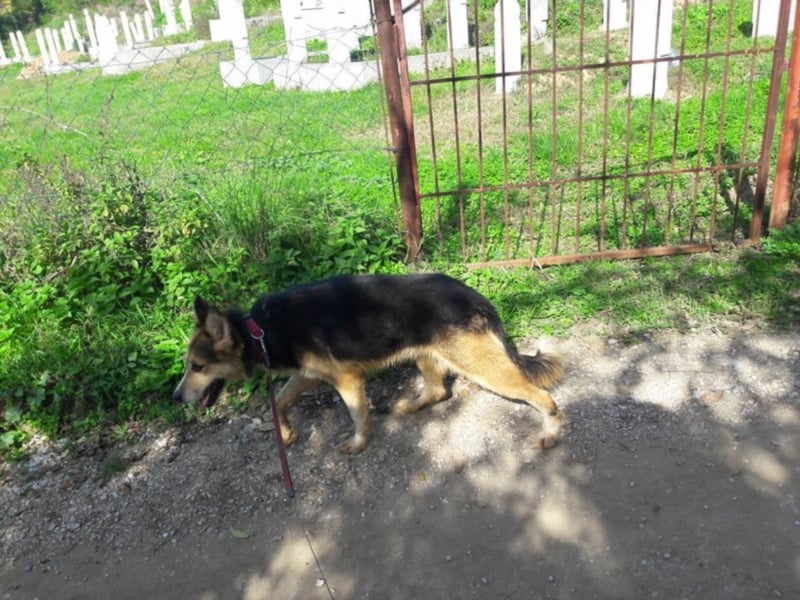 Magde