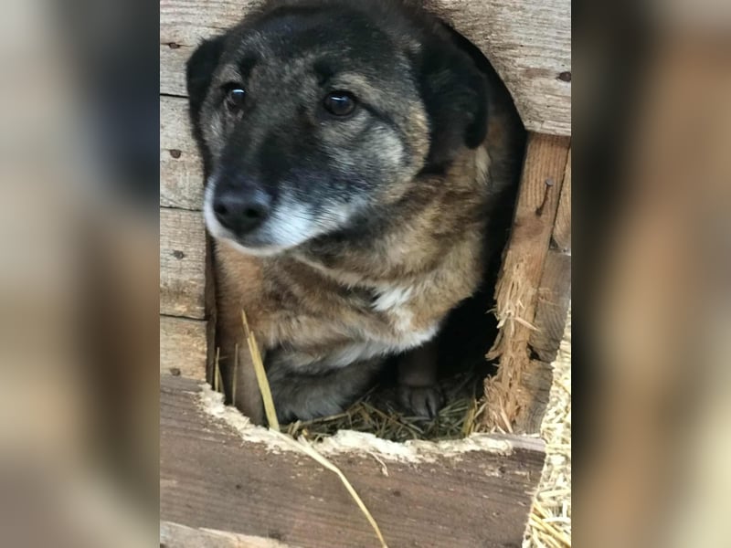 Angeli musste nach 28 Stunden gehen...
