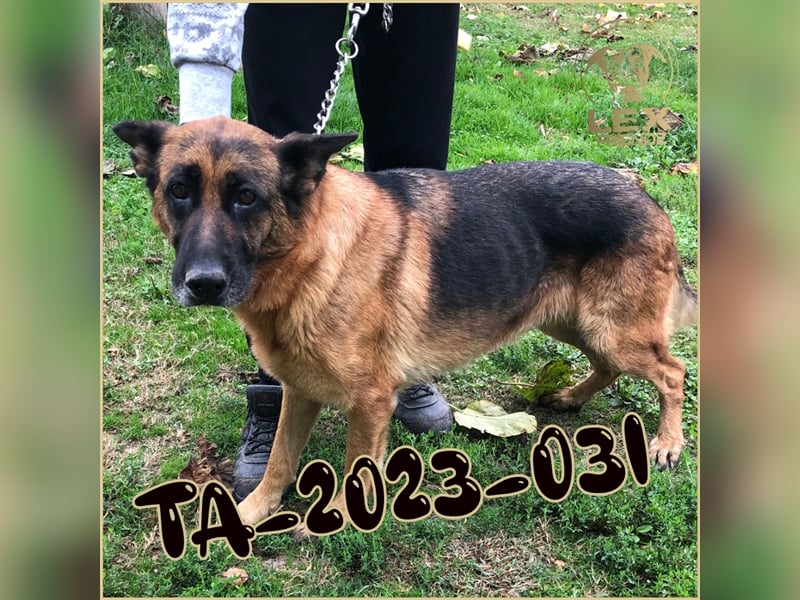 TA-2023-031