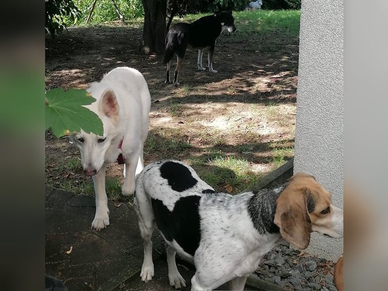 Liebe ältere schweizer Schäferhündin VILMA