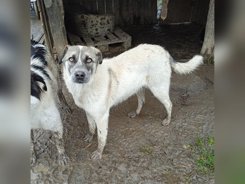 Kira - griechischer Schäferhund-Mischling