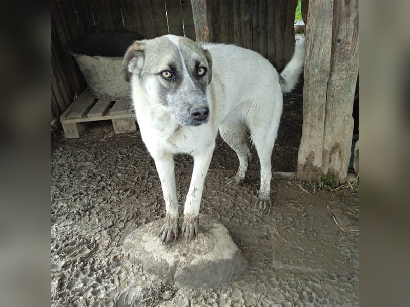 Kira - griechischer Schäferhund-Mischling