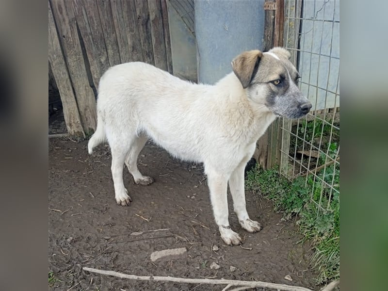 Kira - griechischer Schäferhund-Mischling