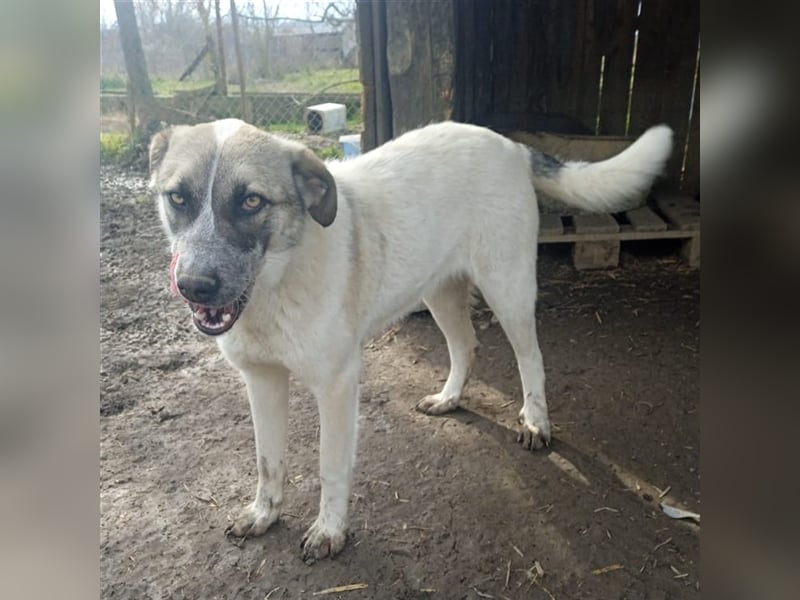 Kira - griechischer Schäferhund-Mischling