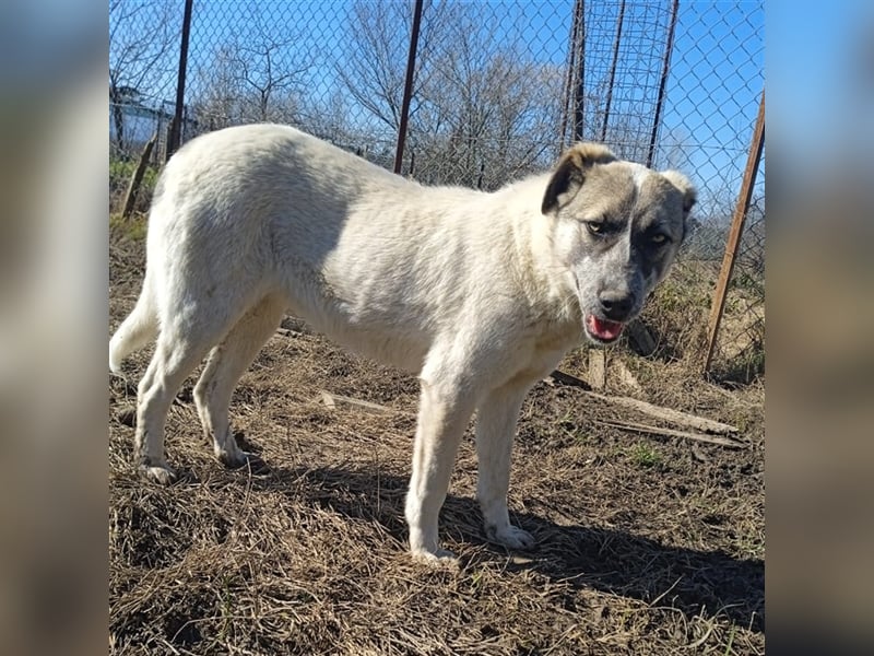 Kira - griechischer Schäferhund-Mischling
