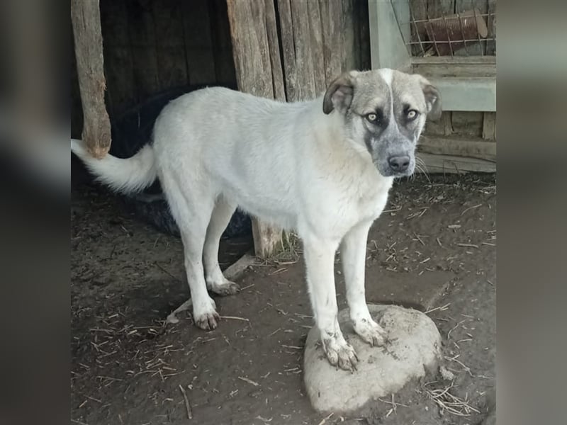 Kira - griechischer Schäferhund-Mischling