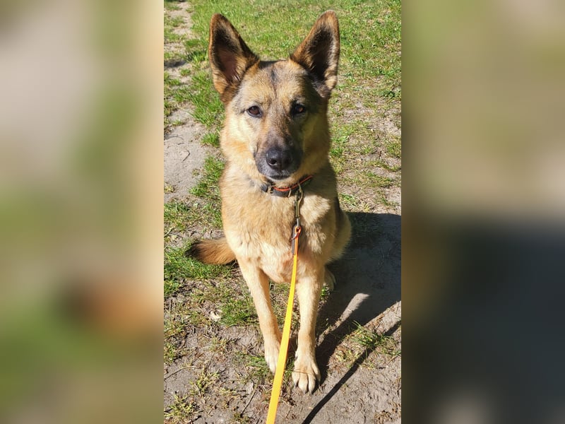 NILA sucht ein neues Zuhause