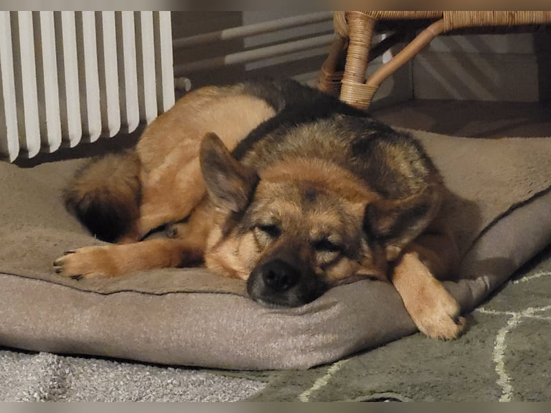 NILA sucht ein neues Zuhause