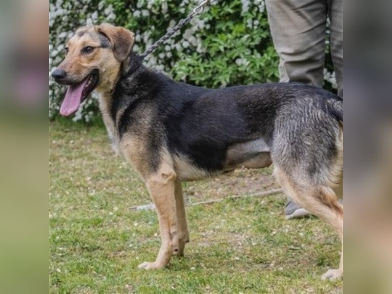 Dalma-SI, wunderschöne Rennmaus sucht Sportler!
