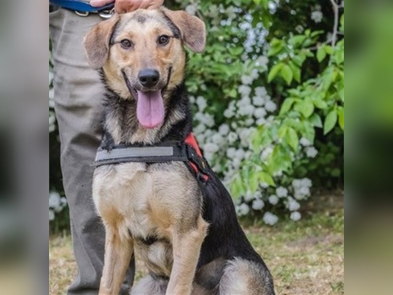 Dalma-SI, wunderschöne Rennmaus sucht Sportler!
