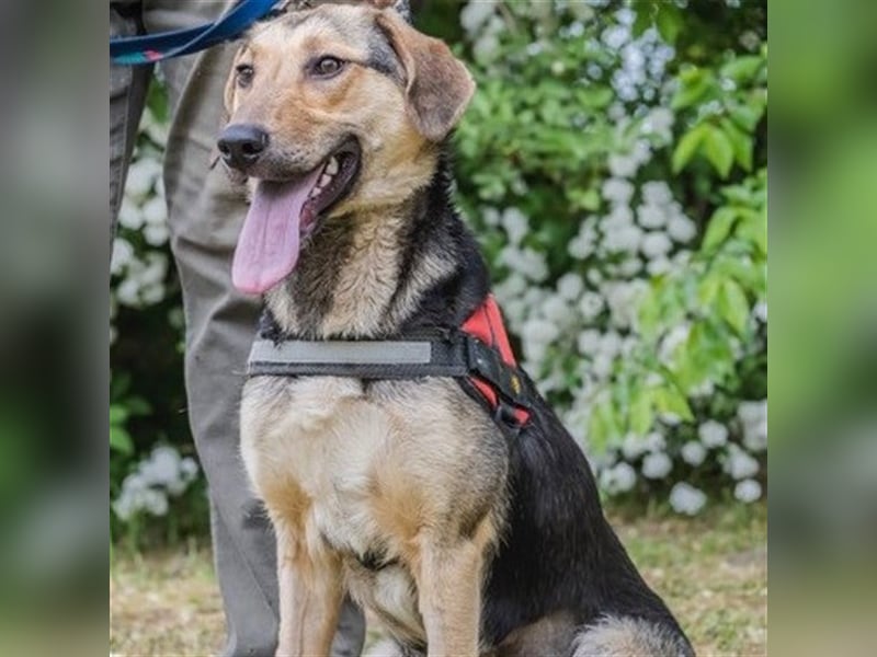 Dalma-SI, wunderschöne Rennmaus sucht Sportler!
