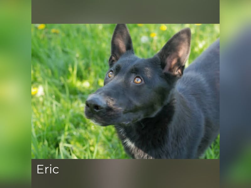 Eric - schwarze Schönheit sucht seine Menschen