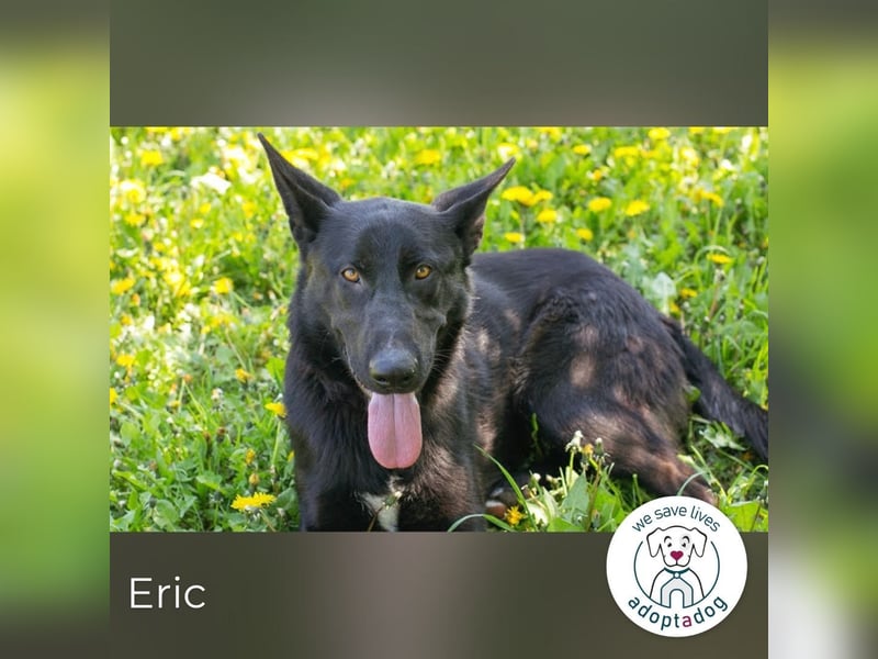 Eric - schwarze Schönheit sucht seine Menschen