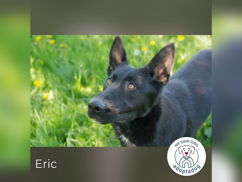 Eric - schwarze Schönheit sucht seine Menschen