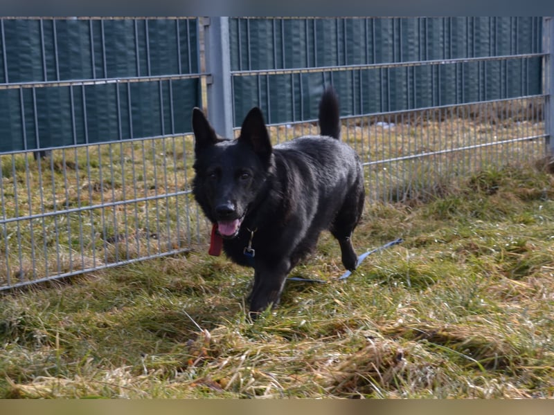 Eddy sucht seinen Menschen
