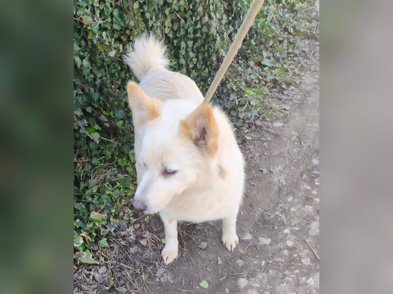 Klara - weißer Schäferhund-Mischling möchte sein Ticket von Rumänien nach Deutschland