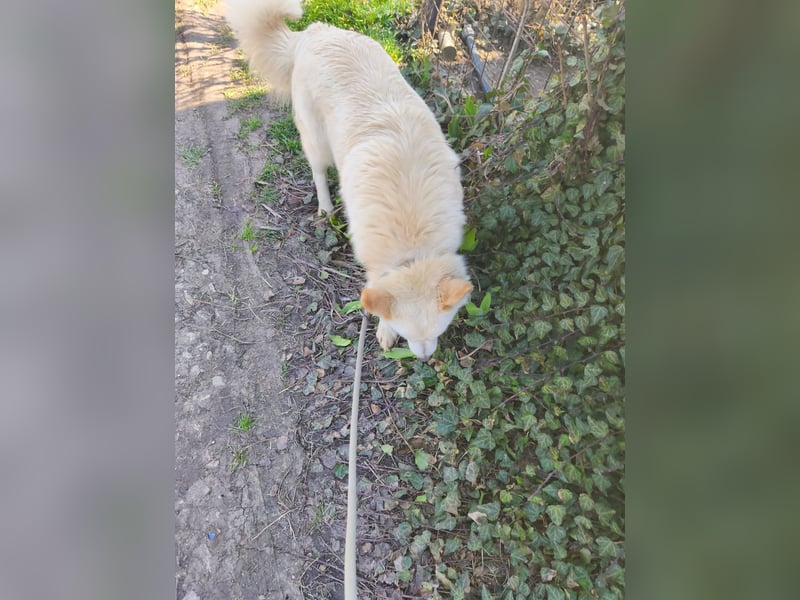 Klara - weißer Schäferhund-Mischling möchte sein Ticket von Rumänien nach Deutschland