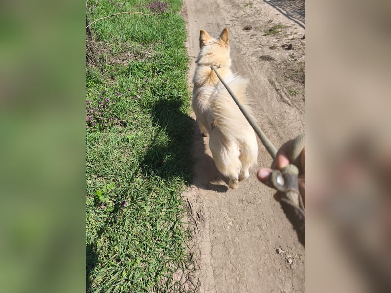 Klara - weißer Schäferhund-Mischling möchte sein Ticket von Rumänien nach Deutschland