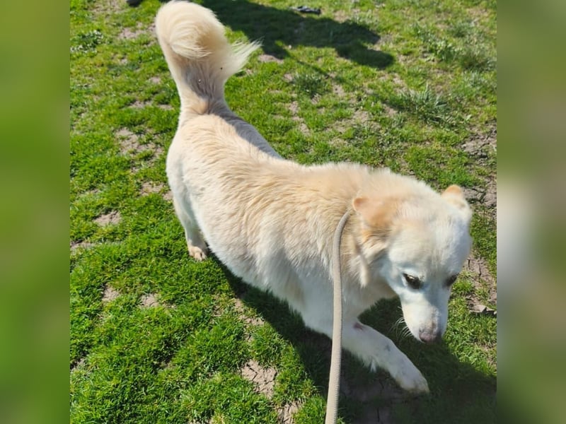 Klara - weißer Schäferhund-Mischling möchte sein Ticket von Rumänien nach Deutschland